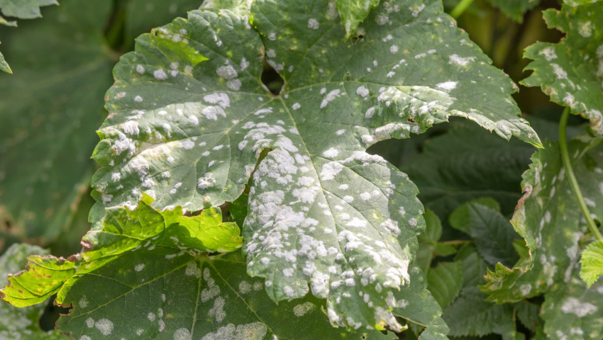 Grape powdery mildew: symptoms, prevention, and treatment